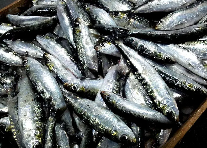 Easy4stay 4* بورتيماو